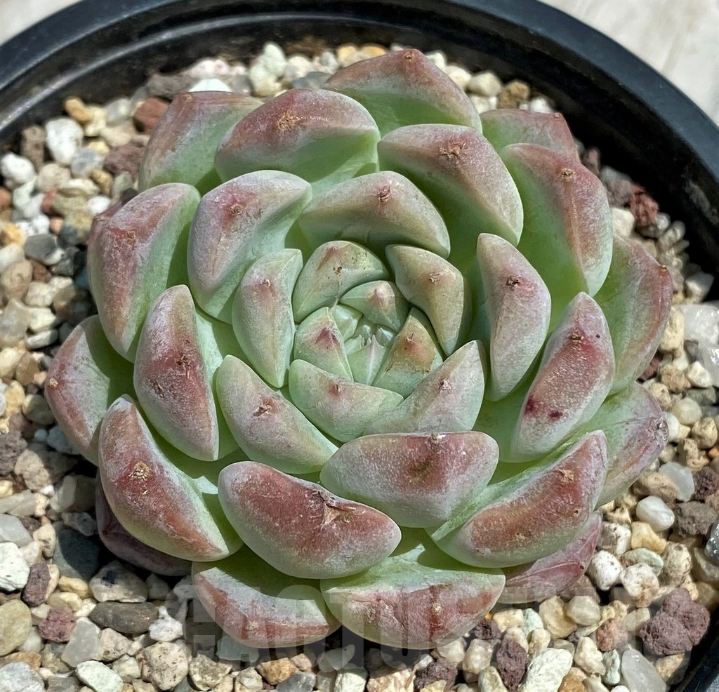 SH9224 Echeveria hybrid - immagine 2