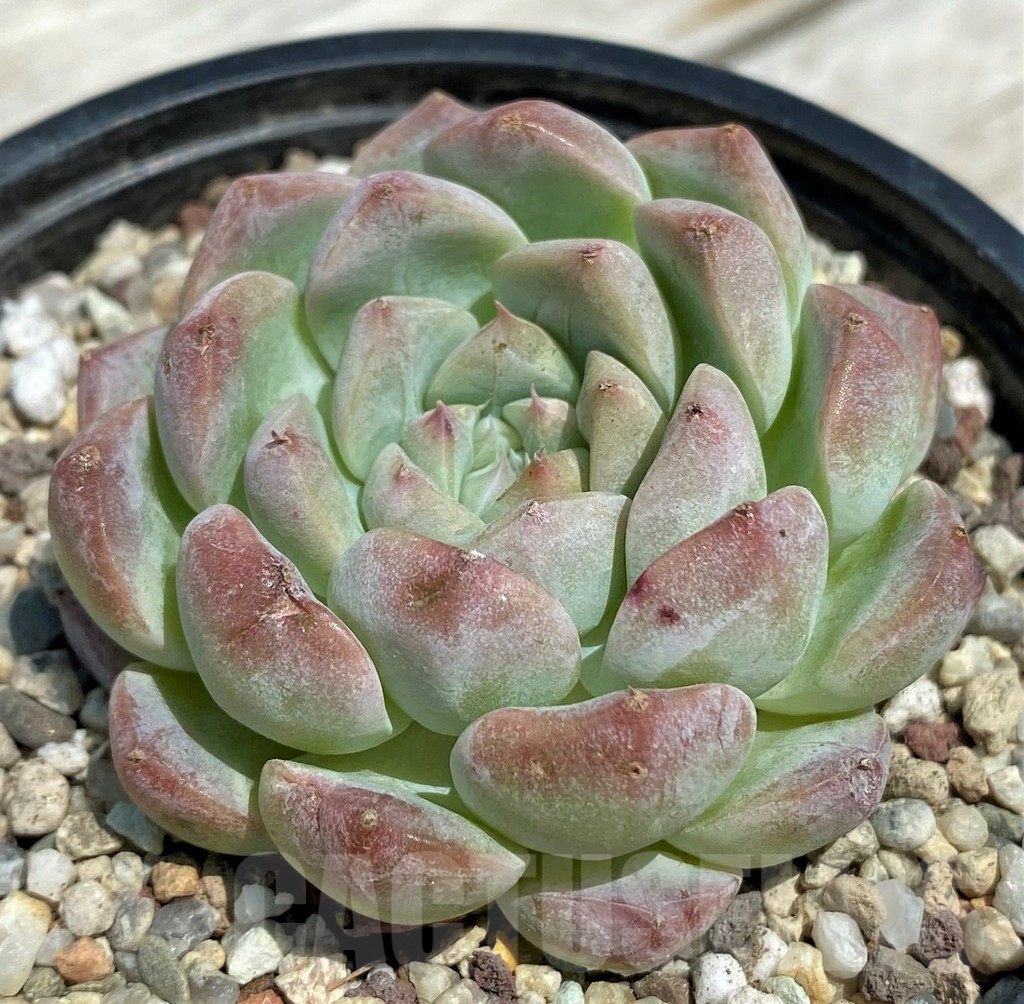 SH9224 Echeveria hybrid