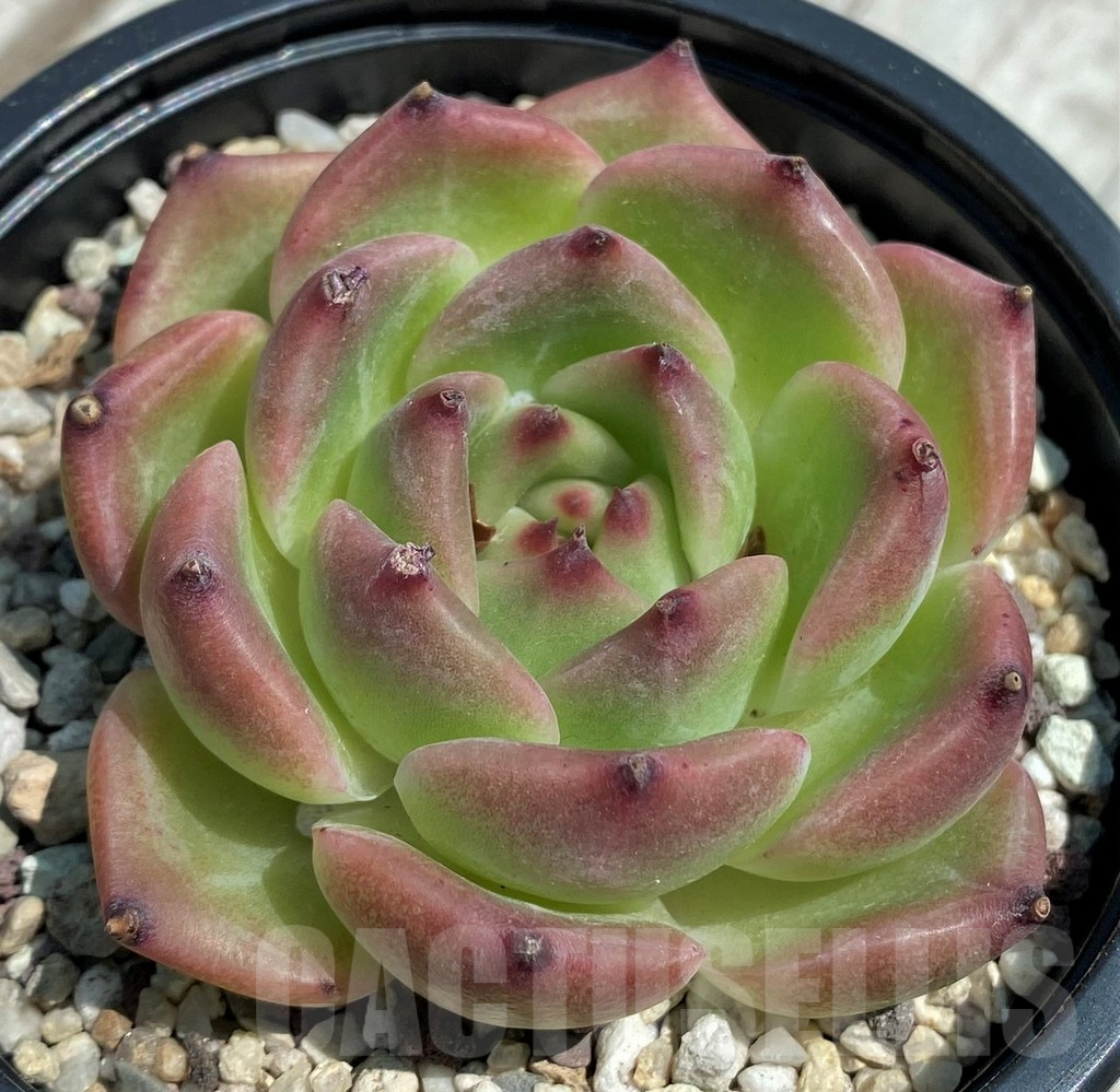 SH9211 Echeveria 'Caesar' hybrid - immagine 2