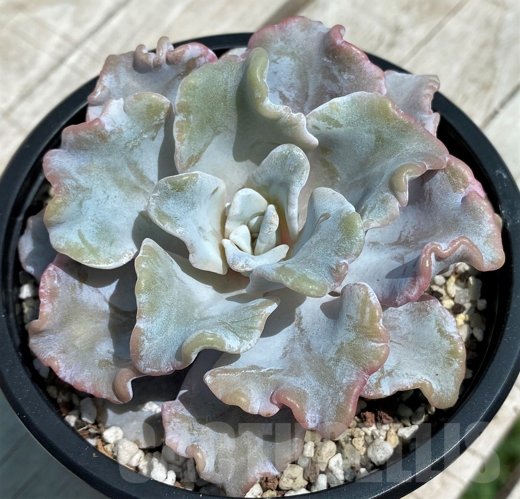SH9225 Echeveria 'White Dumpling'