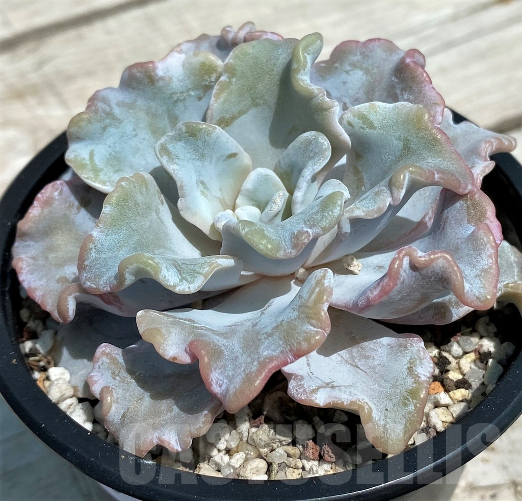 SH9225 Echeveria 'White Dumpling' - Imagen 2