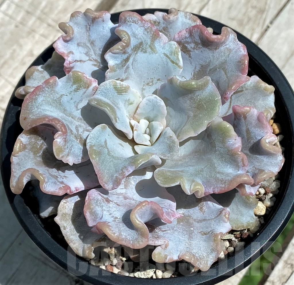 SH9226 Echeveria ‘White Dumpling’