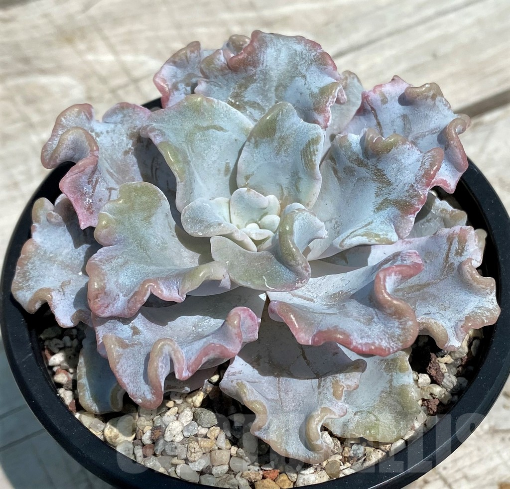 SH9226 Echeveria ‘White Dumpling’ - Image 2