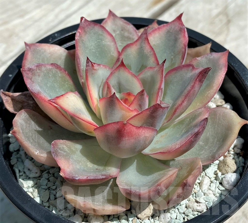 SH9228 Echeveria ‘Moon Goddess’ f. variegata - Image 2