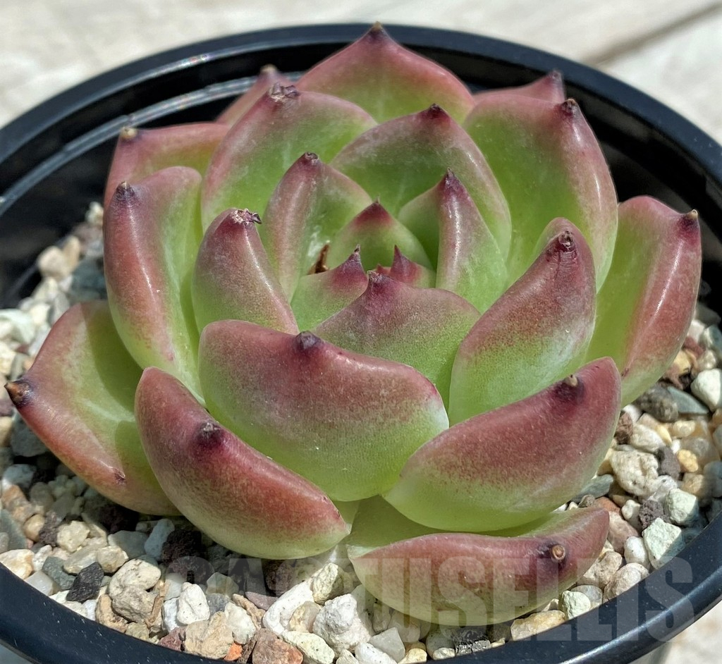 SH9211 Echeveria 'Caesar' hybrid