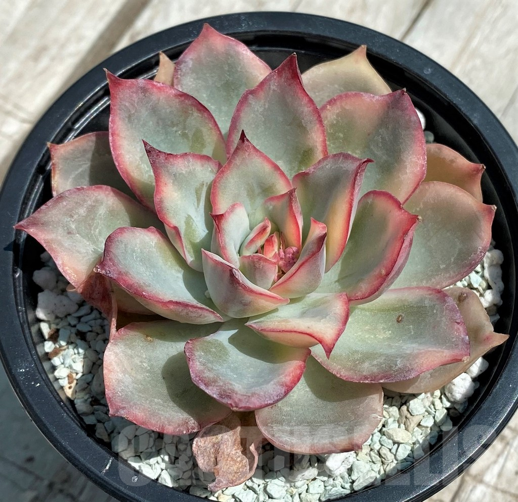 SH9228 Echeveria ‘Moon Goddess’ f. variegata