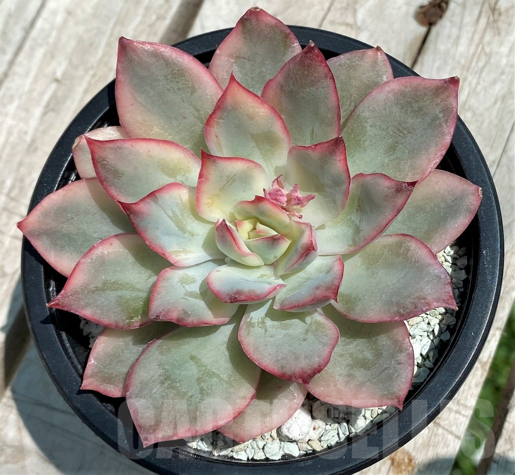 SH9229 Echeveria ‘Moon Goddess’ f. variegata - immagine 2