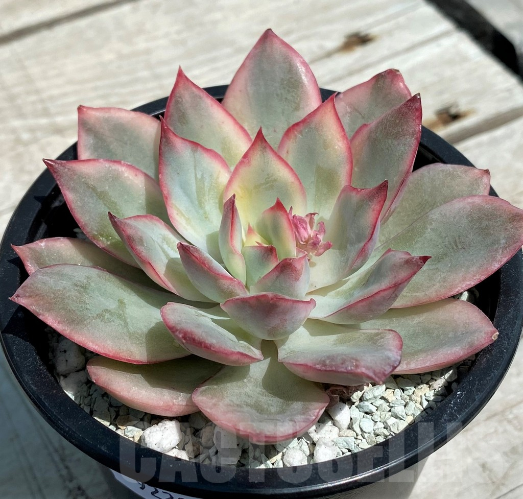 SH9229 Echeveria ‘Moon Goddess’ f. variegata