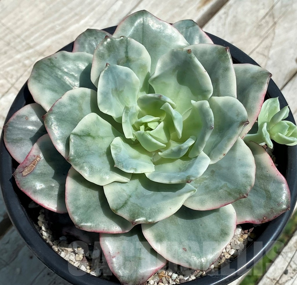 SH9231 Echeveria ‘Atlantis’ f. variegata