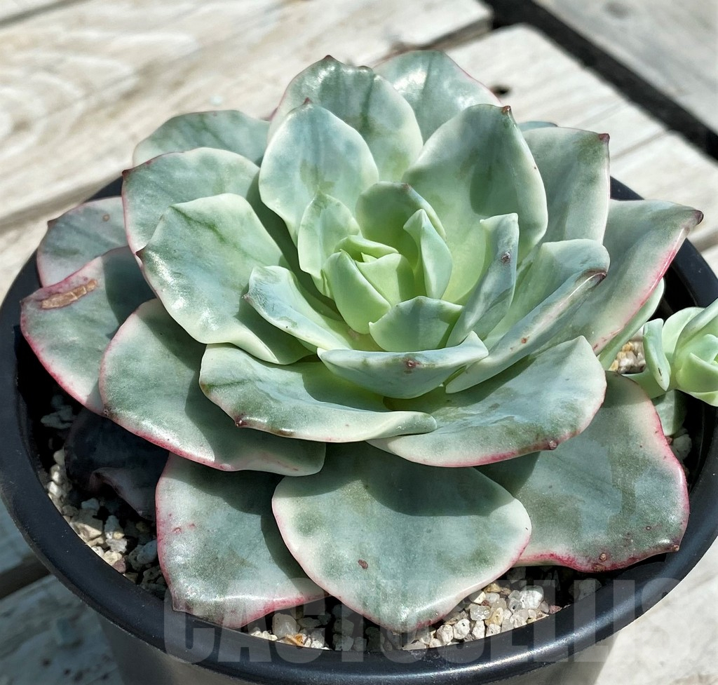 SH9231 Echeveria ‘Atlantis’ f. variegata – Image 2