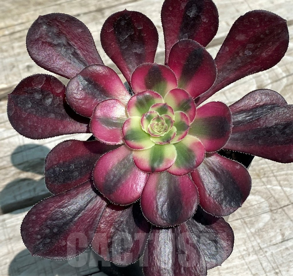 SH9232 Aeonium 'Chanel'