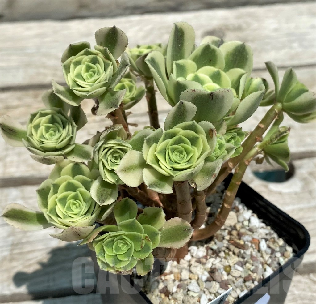SH9235 Aeonium 'Green Bean'