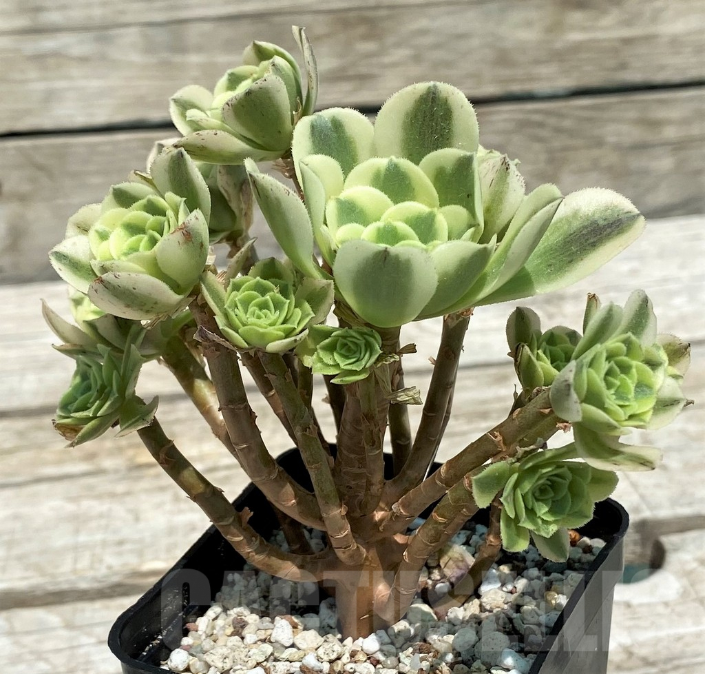 SH9235 Aeonium 'Green Bean' - Obrázek 2