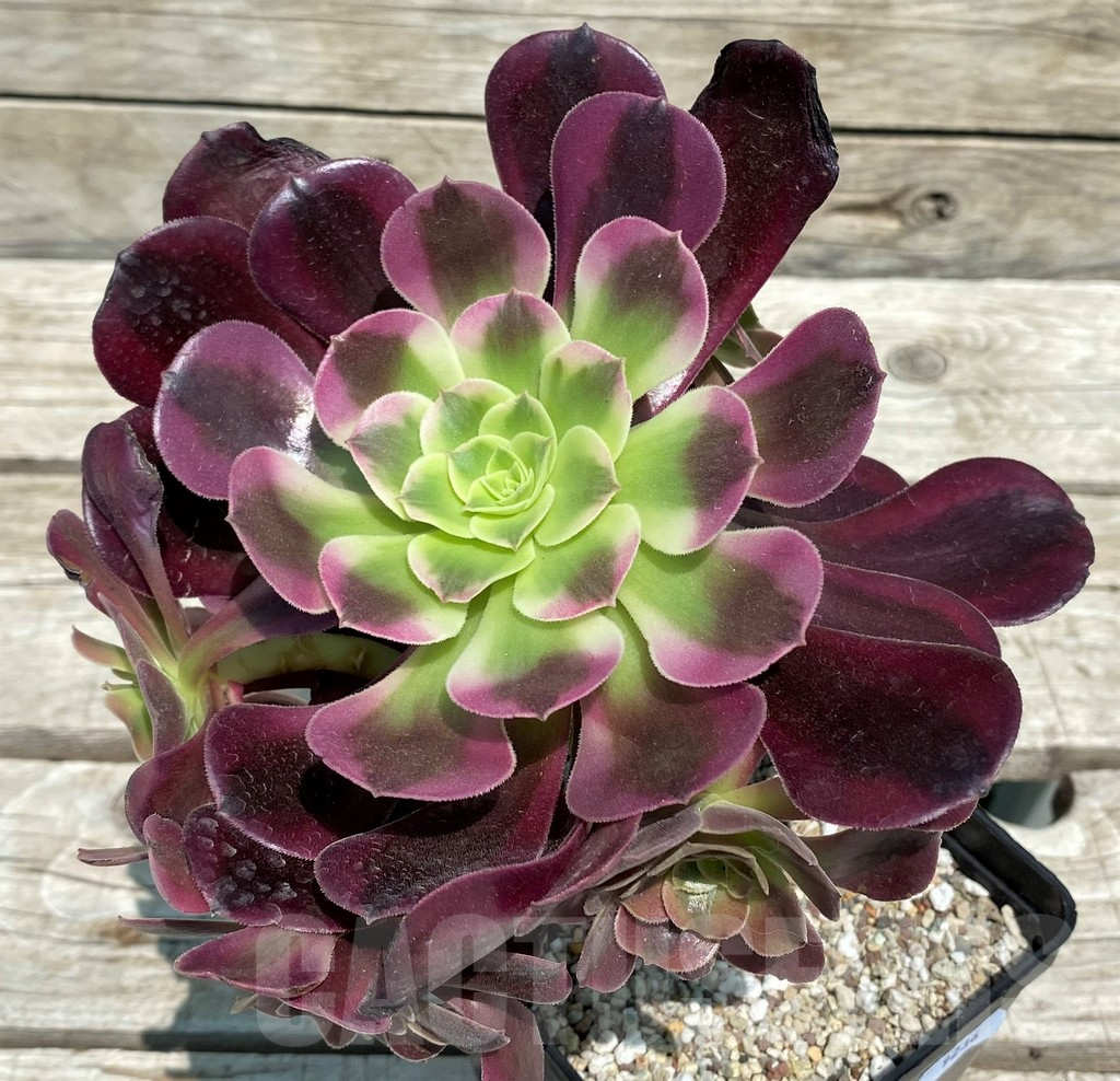 SH9236 Aeonium 'Medusa'