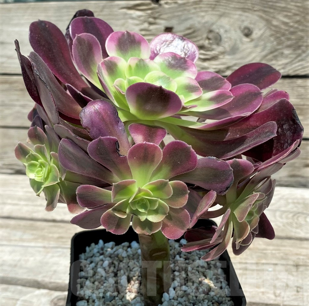 SH9236 Aeonium 'Medusa' - immagine 2