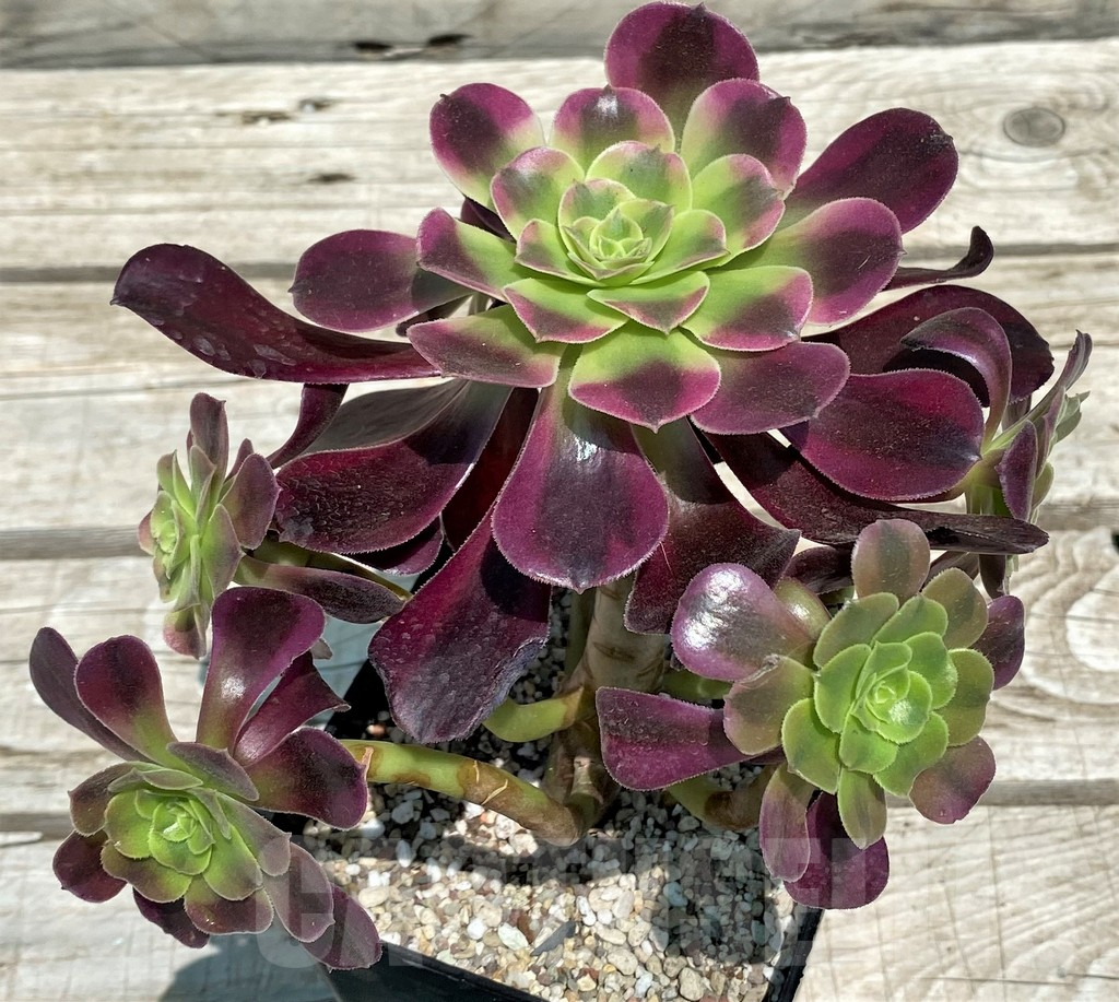 SH9237 Aeonium 'Medusa' - 画像 (2)