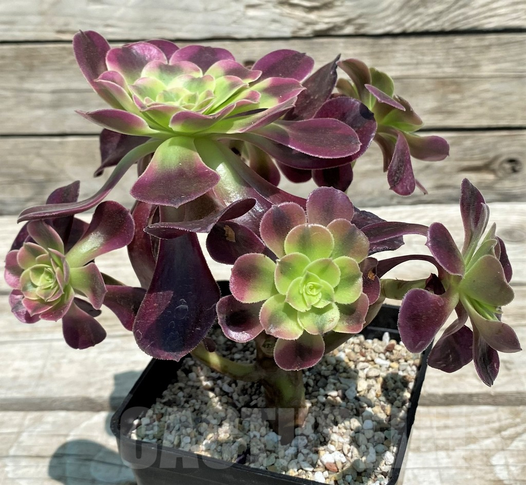 SH9237 Aeonium 'Medusa'
