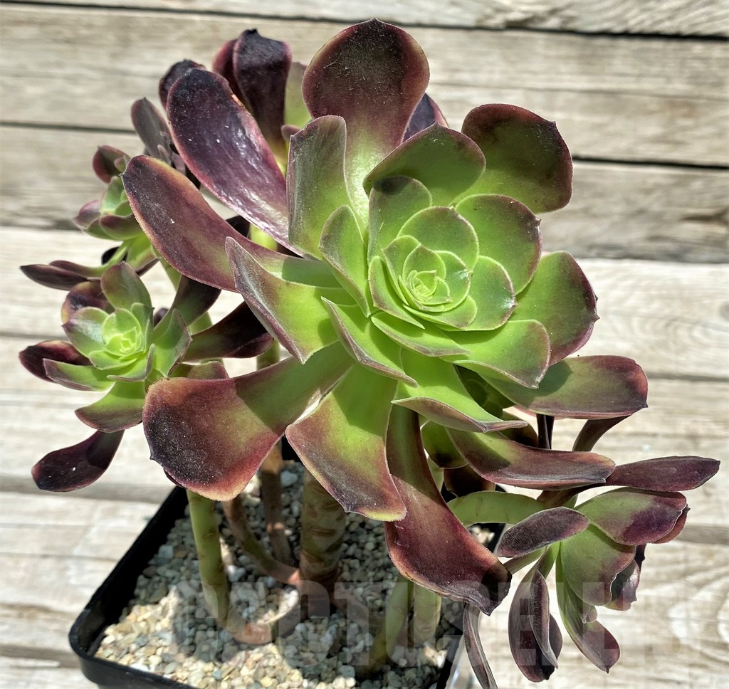 SH9238 Aeonium 'Super Bang'
