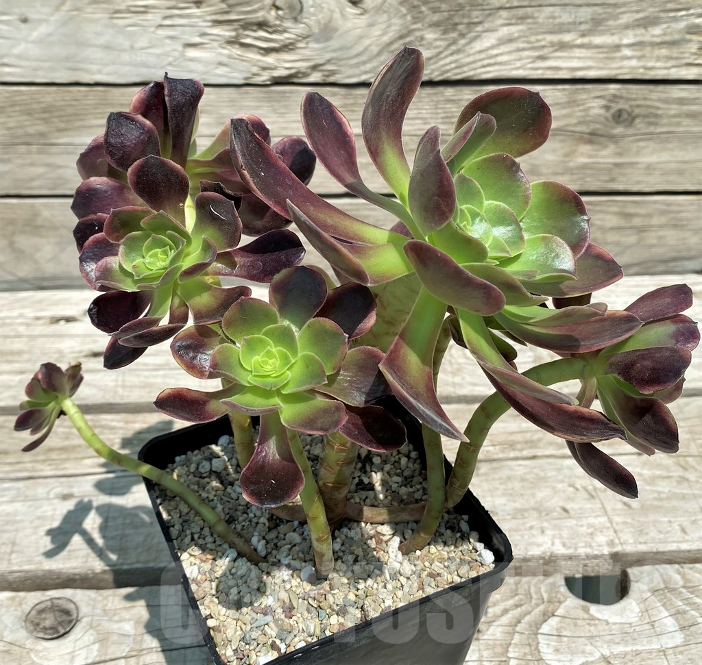 SH9238 Aeonium 'Super Bang' - 画像 (2)