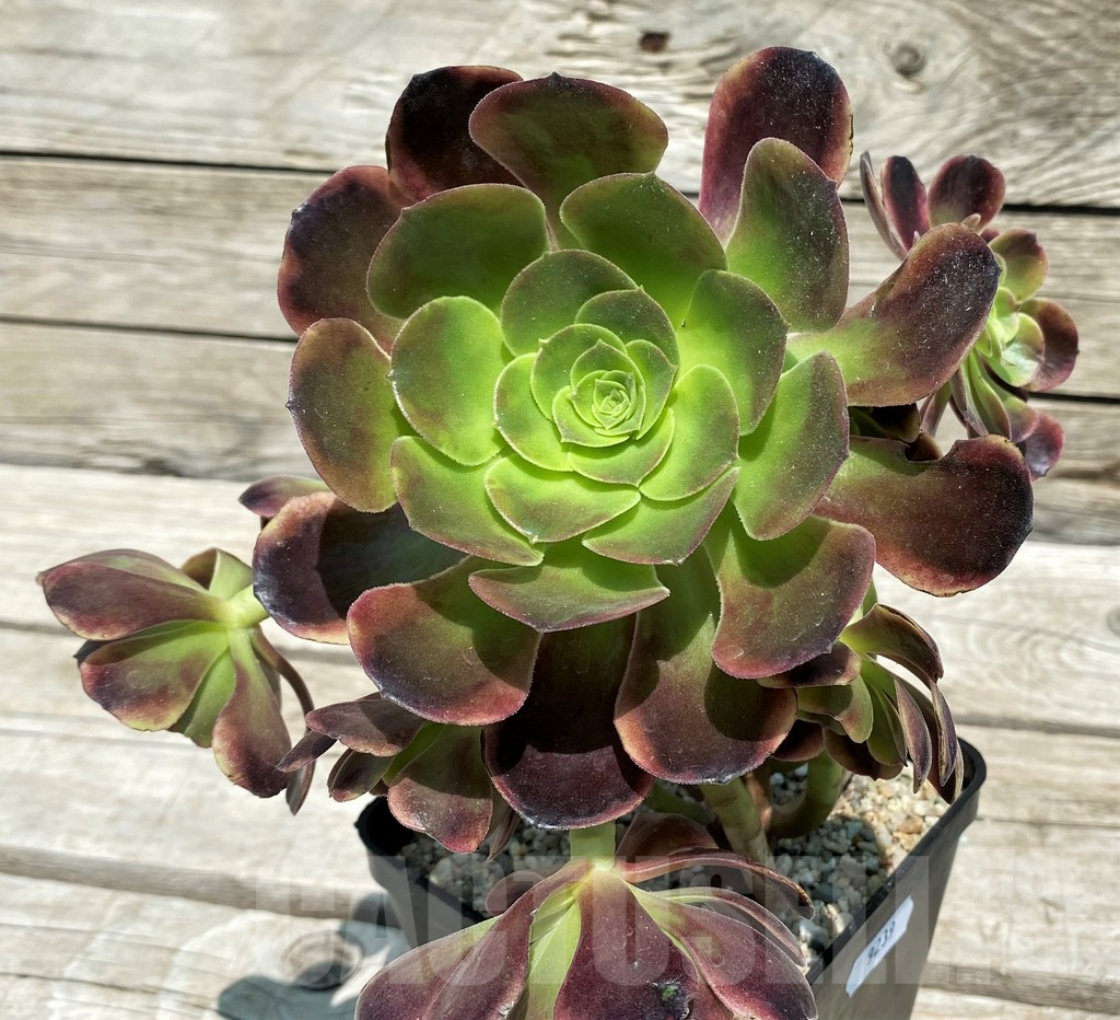 SH9239 Aeonium 'Super Bang'