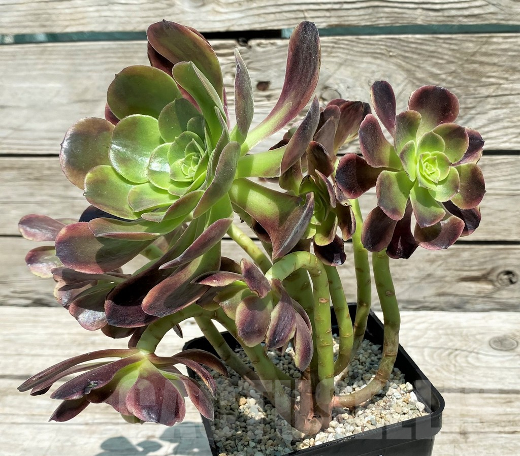 SH9239 Aeonium 'Super Bang' - Image 2