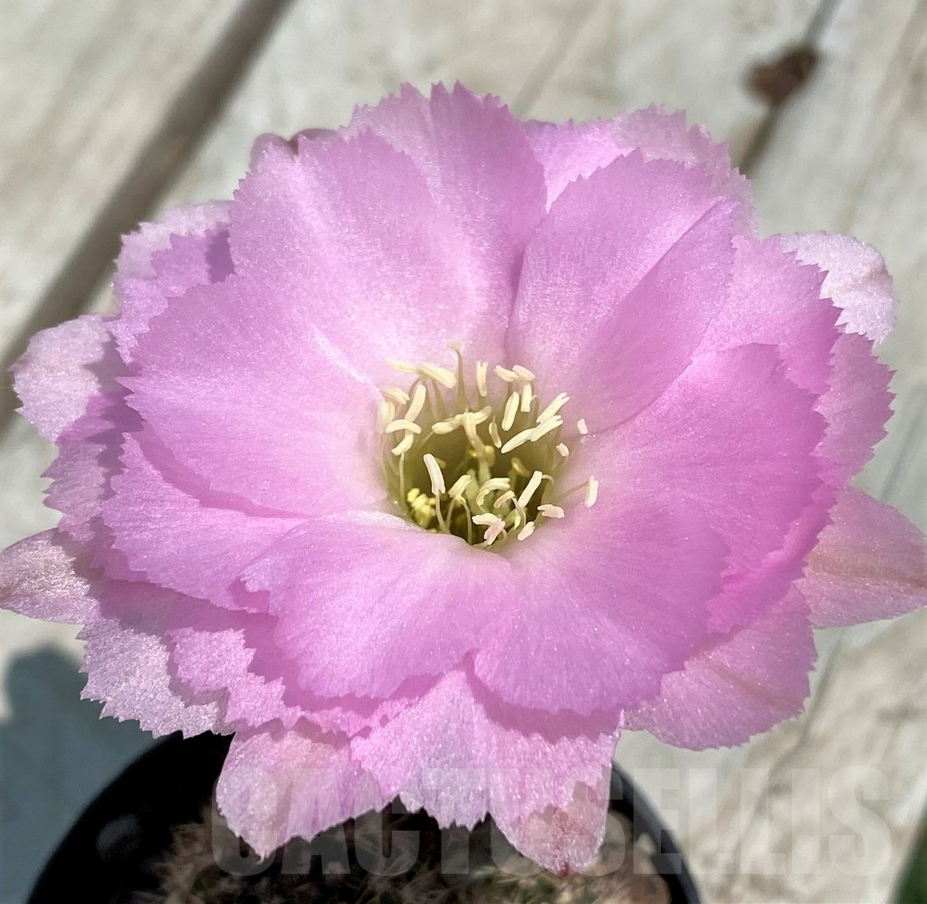 SH9271 Chamaecereus 'Lincoln', Pink Splendour
