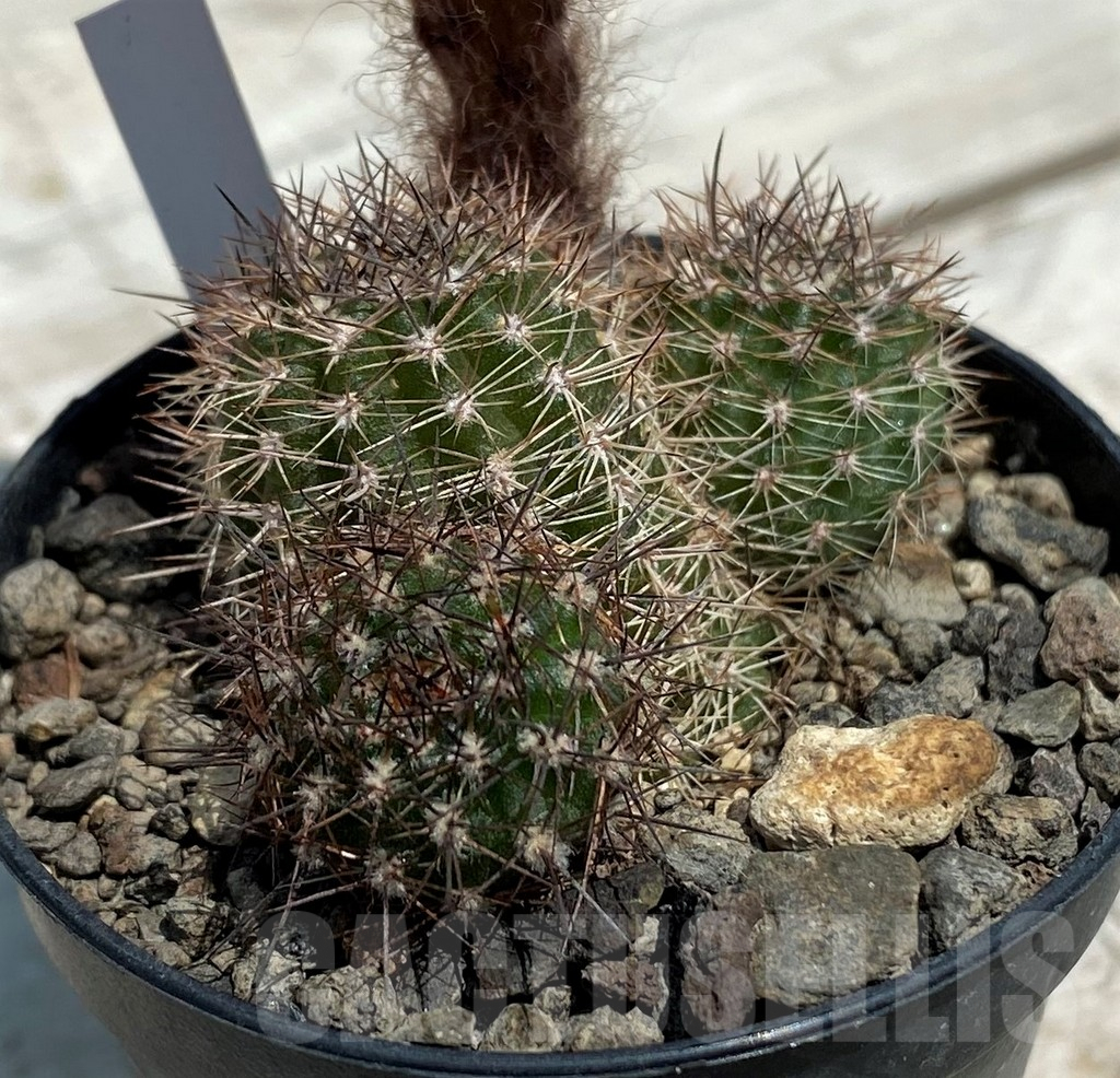 SH9271 Chamaecereus 'Lincoln', Pink Splendour - Image 2
