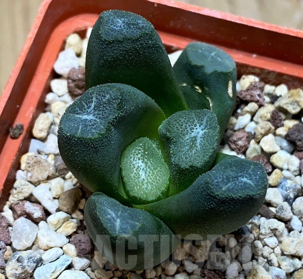 SH9374 Haworthia maughanii -Japan- - Image 2