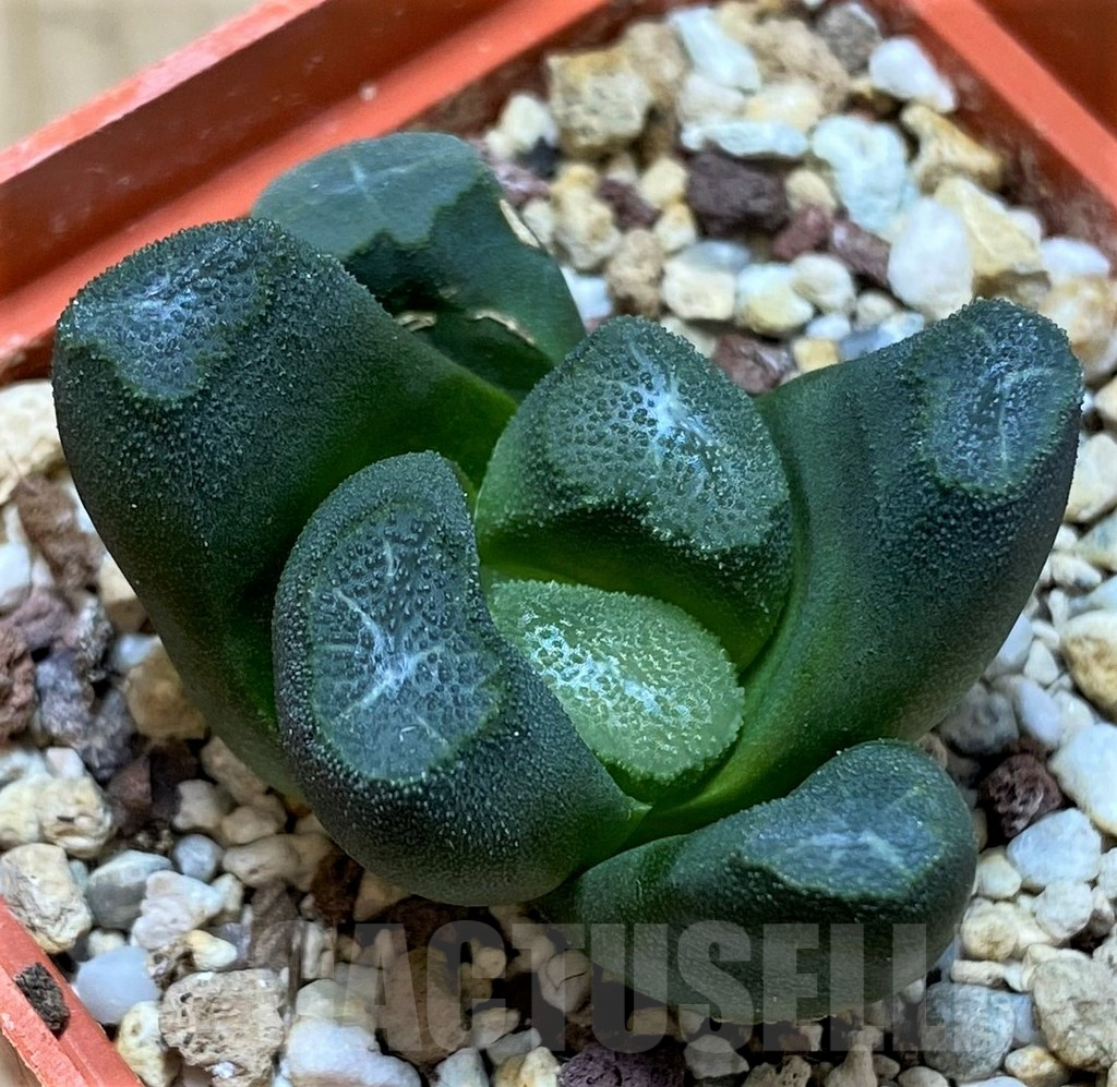 SH9374 Haworthia maughanii -Japan-