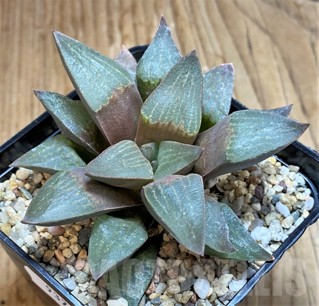 SH9375 Haworthia pygmaea v. dekenahii
