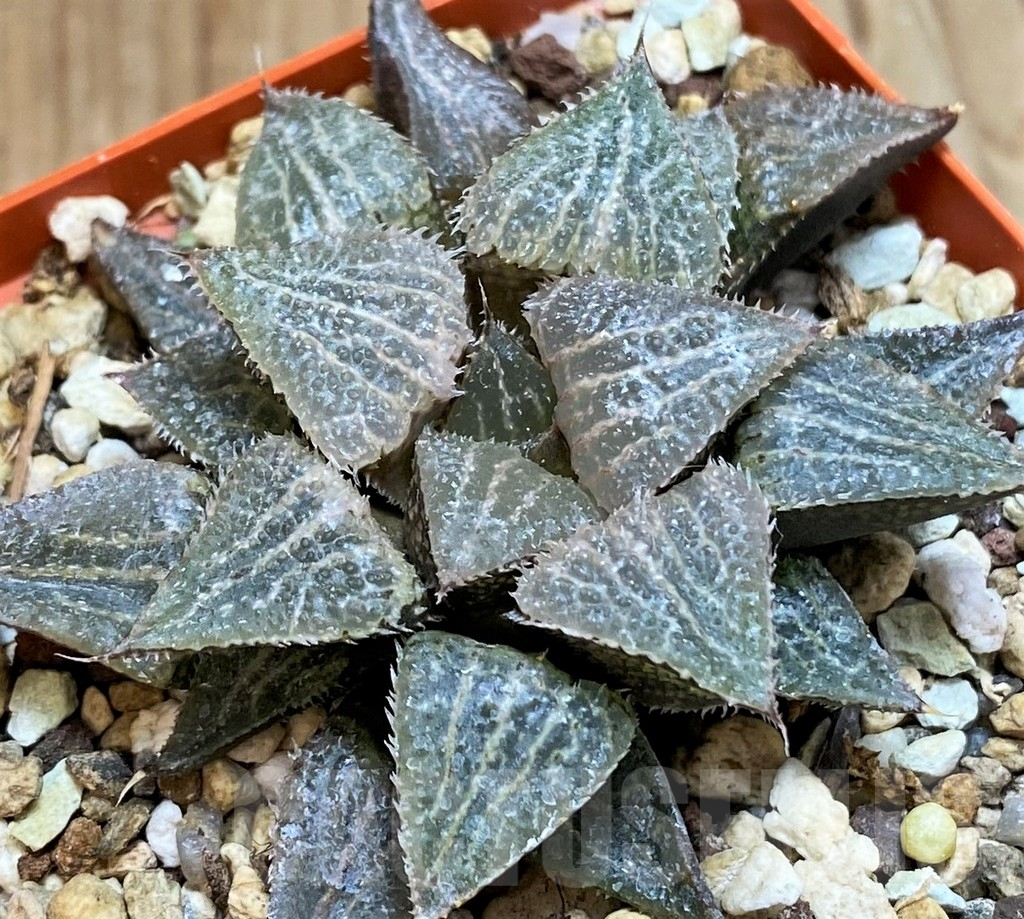 SH9377 Haworthia ‘Yukigeshiki’ hybrid