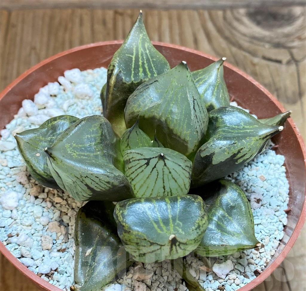 SH9379 Haworthia ‘Urahannya’ - Image 3