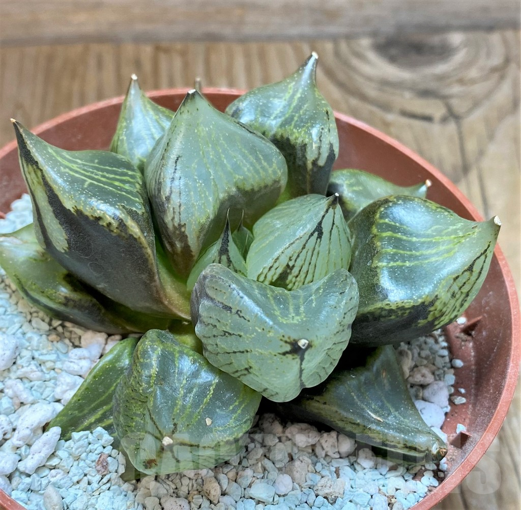 SH9379 Haworthia ‘Urahannya’ - Image 2