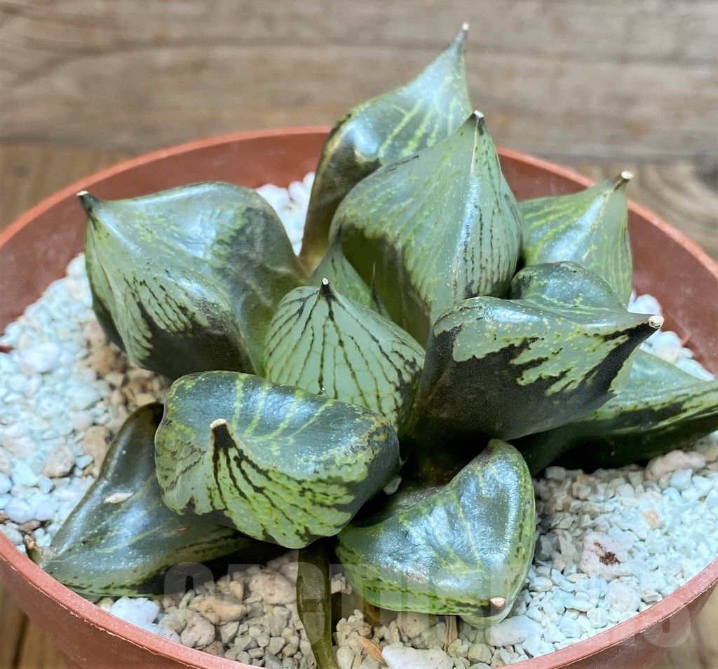SH9379 Haworthia ‘Urahannya’