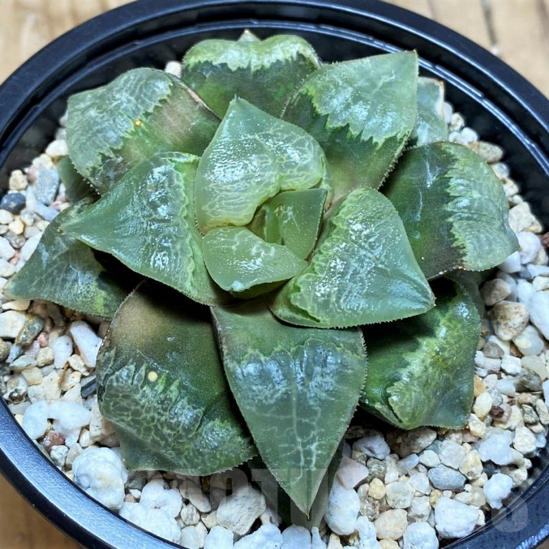 SH9382 Haworthia ‘Xiangyun Ke’
