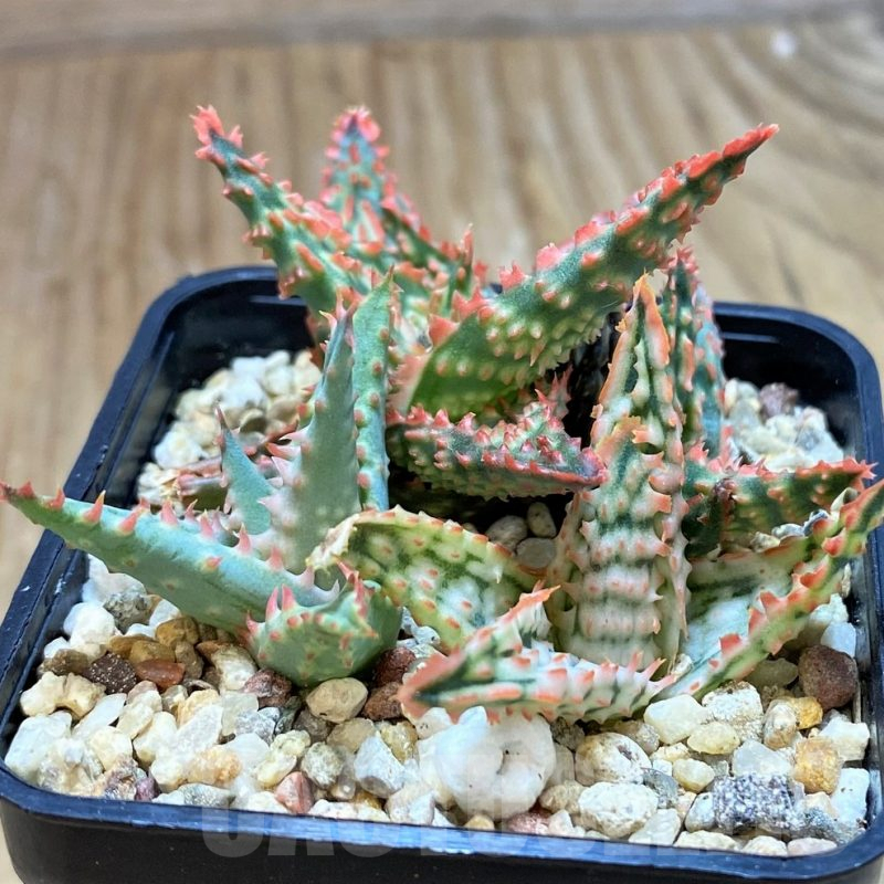 SH9386 Aloe TCT hybrid mix