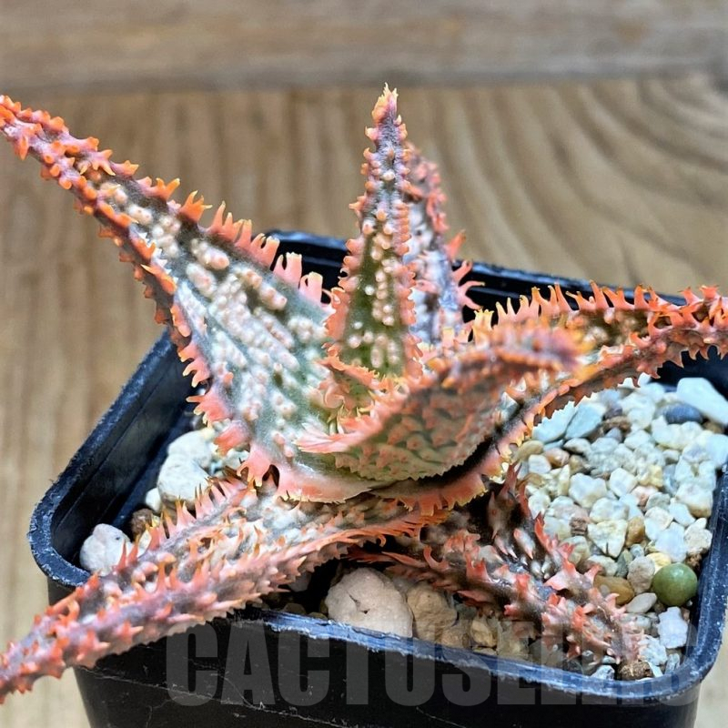 SH9388 Aloe TCT hybrid