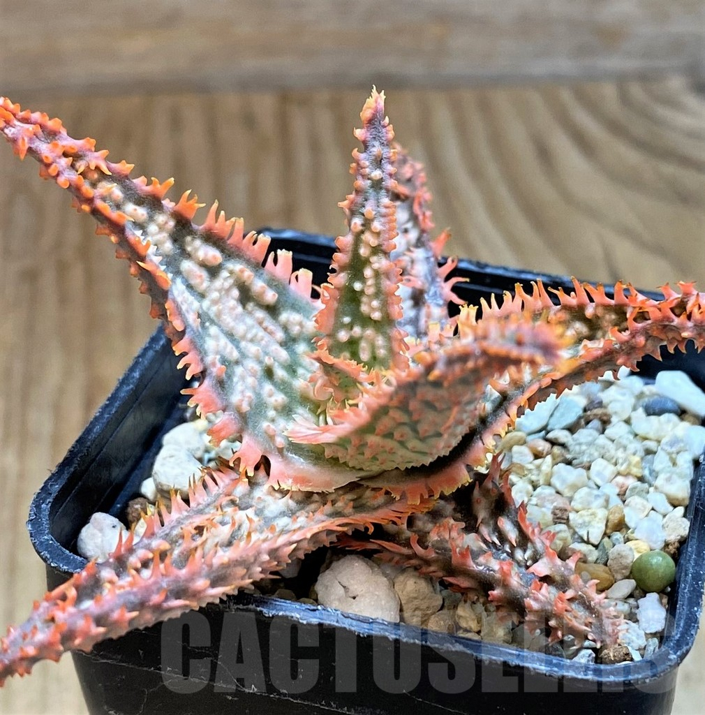 SH9388 Aloe TCT hybrid