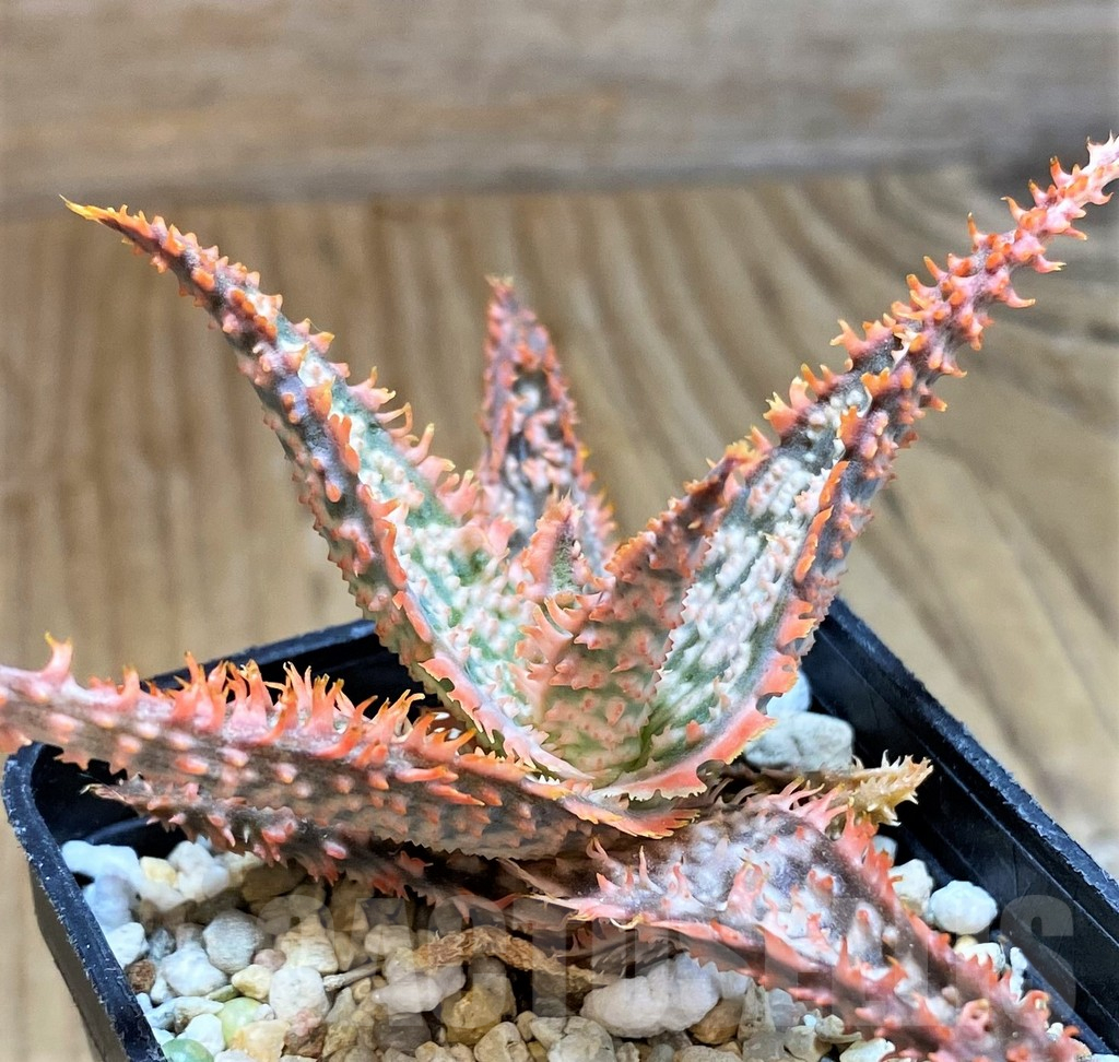 SH9388 Aloe TCT hybrid - immagine 2