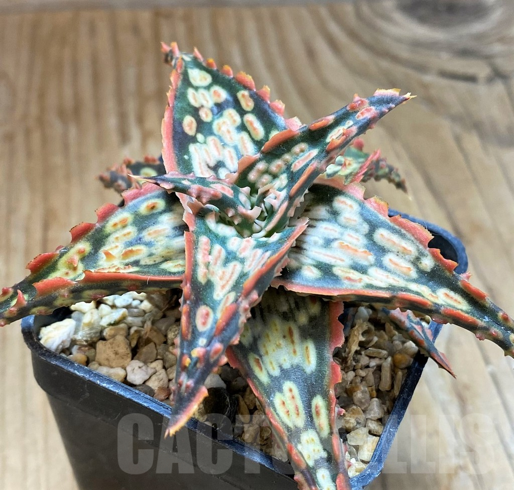 SH9389 Aloe TCT hybrid