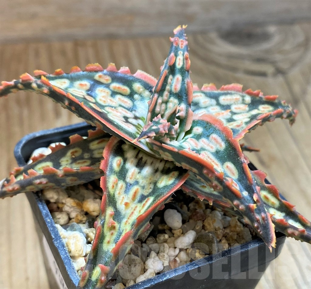 SH9389 Aloe TCT hybrid - immagine 2