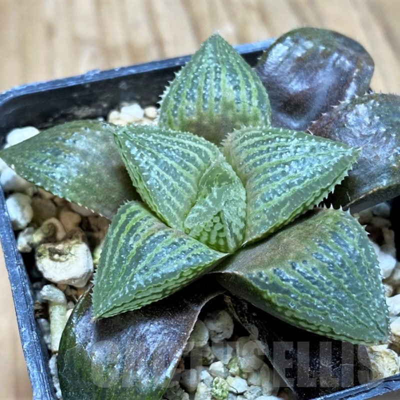 SH9343 Haworthia reticulata x retusa