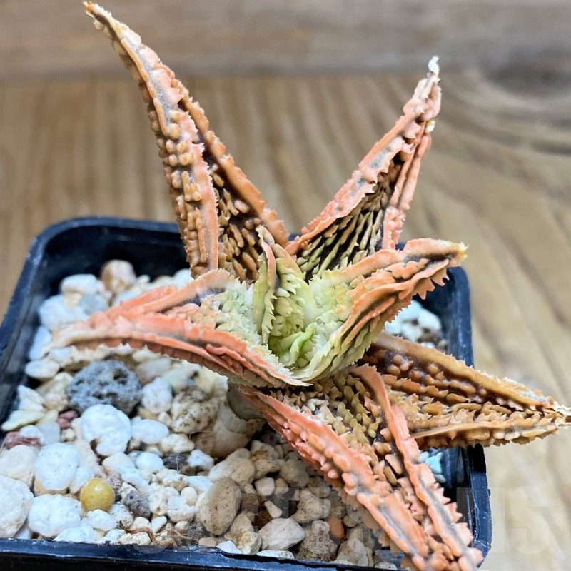 SH9391 Aloe TCT hybrid
