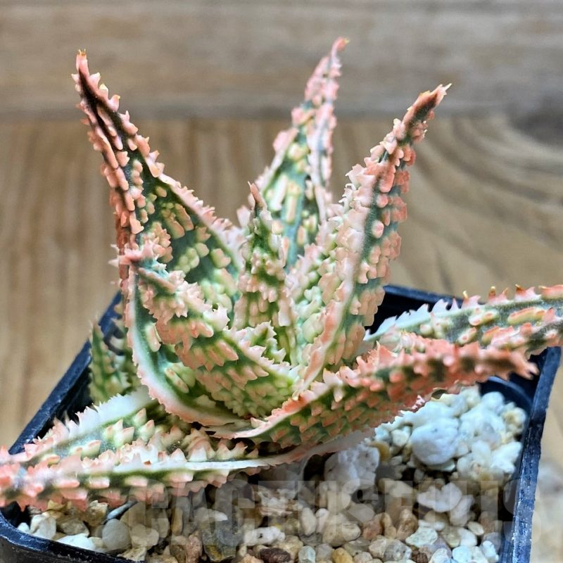 SH9392 Aloe TCT hybrid