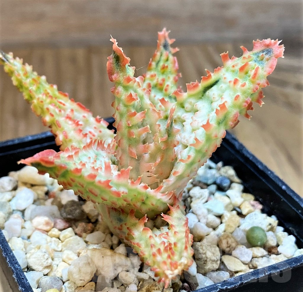 SH9394 Aloe TCT hybrid - Image 2