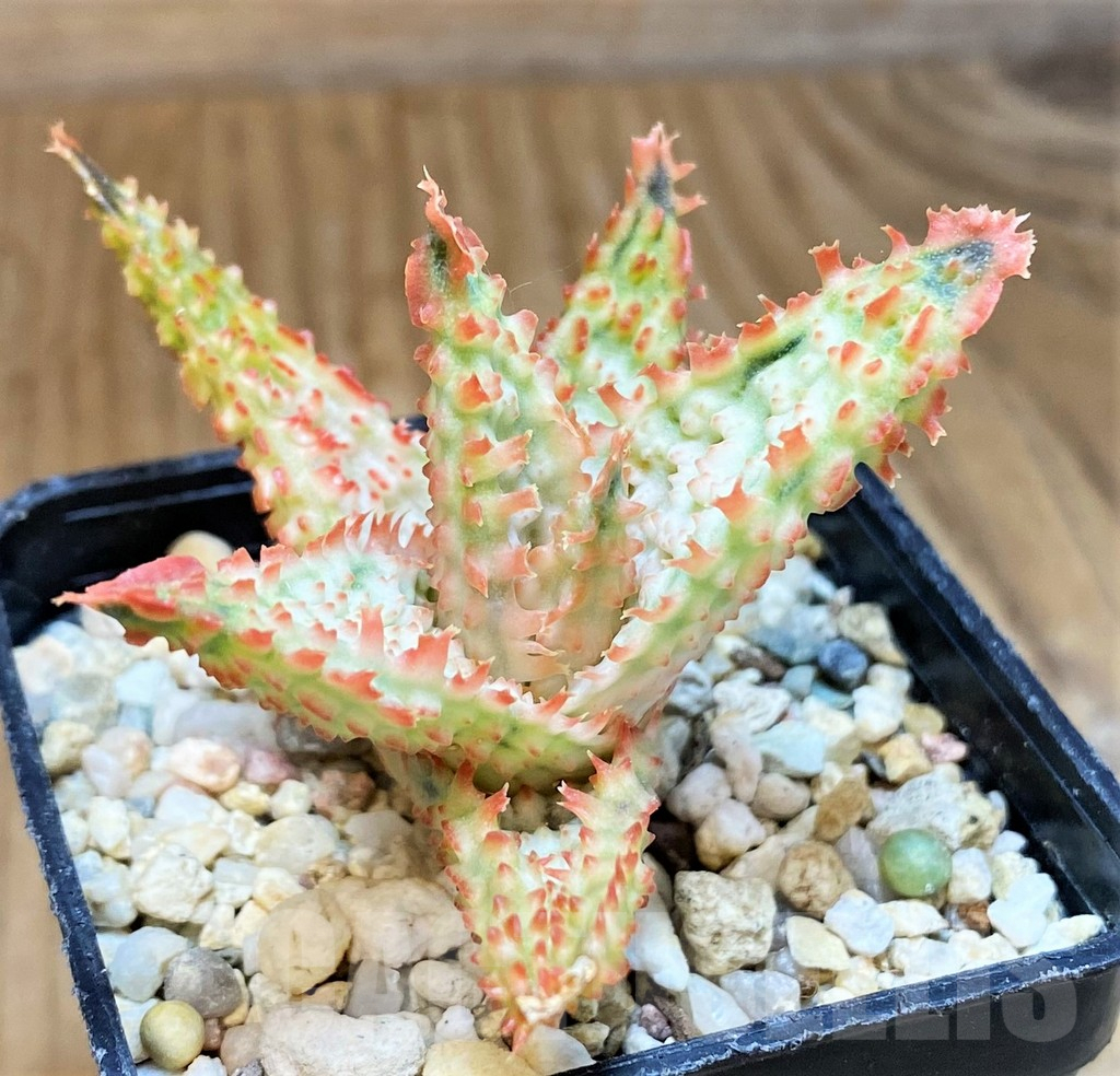 SH9394 Aloe TCT hybrid