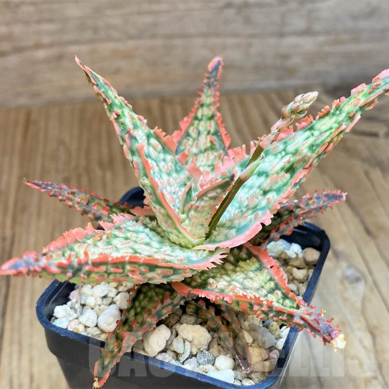 SH9395 Aloe TCT hybrid