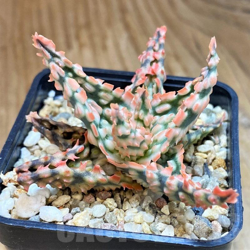 SH9396 Aloe TCT hybrid