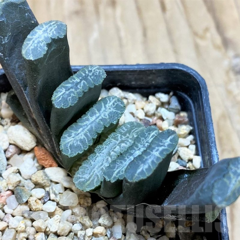 SH9344 Haworthia truncata -Japan-