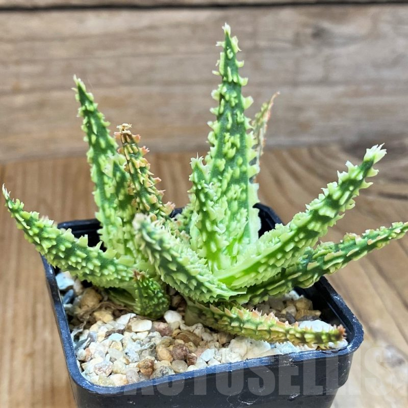 SH9397 Aloe TCT hybrid